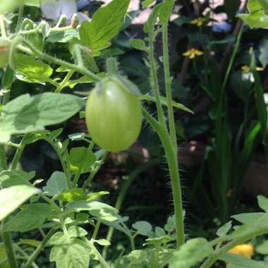 Tomato
