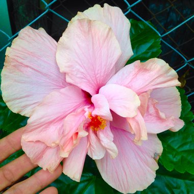 Hibiscus 'Sweet Pink'