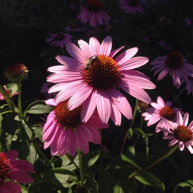 Coneflower (Echinacea)