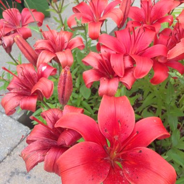 Lily 'Red Alert' (Other)