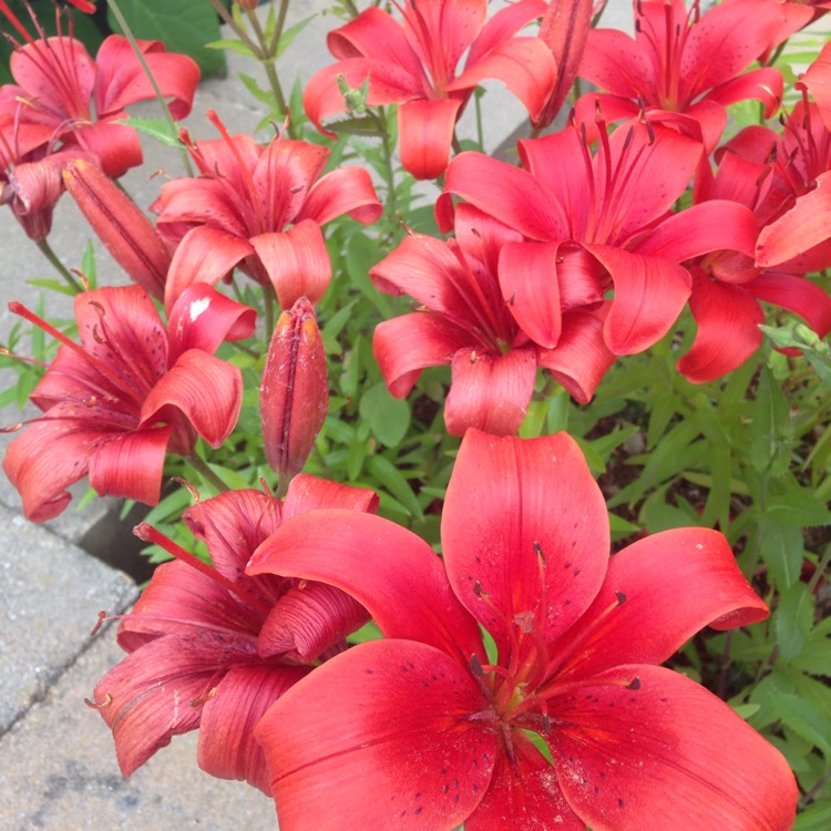 Plant image Lilium 'Red Alert'