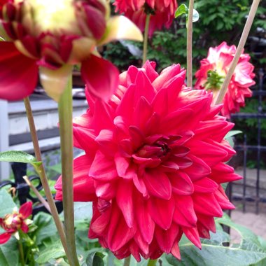 Dahlia 'Gallery Red' (Gallery Series)