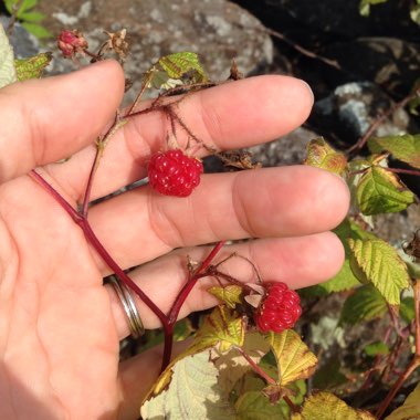 Wild Raspberry