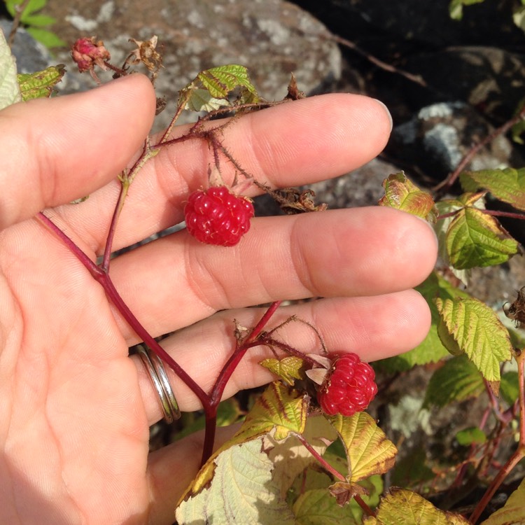 Plant image Rubus idaeus