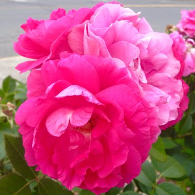 Guylaine's garden
