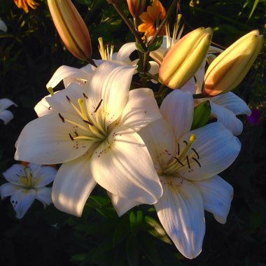 Lily 'White Tiger' (Asiatic)