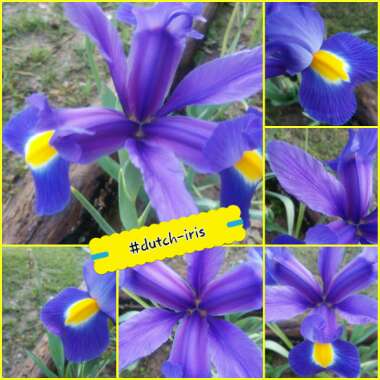 Iris x hollandica 'Sapphire Beauty'