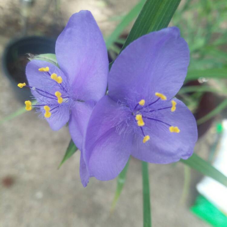 Plant image Tradescantia virginiana