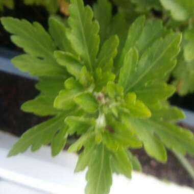 Chrysanthemum