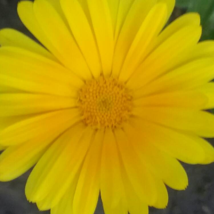 plant image 1016495