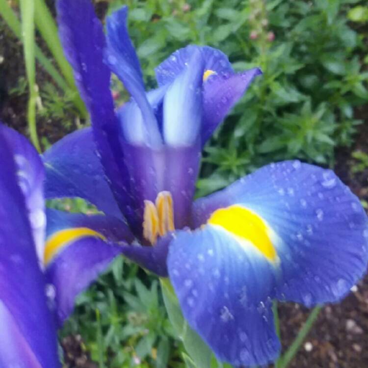 Plant image Iris x hollandica 'Blue Magic'