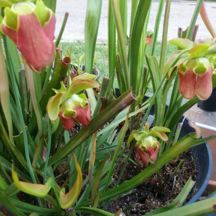 Plant image Sarracenia 'Rubra Van Rubra'