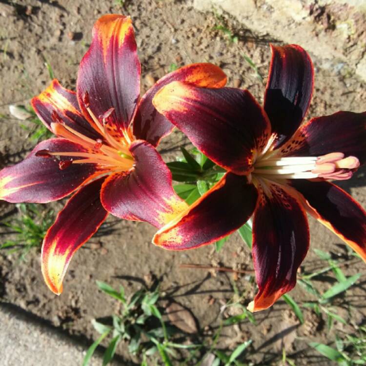 Plant image Lilium 'Starlette'