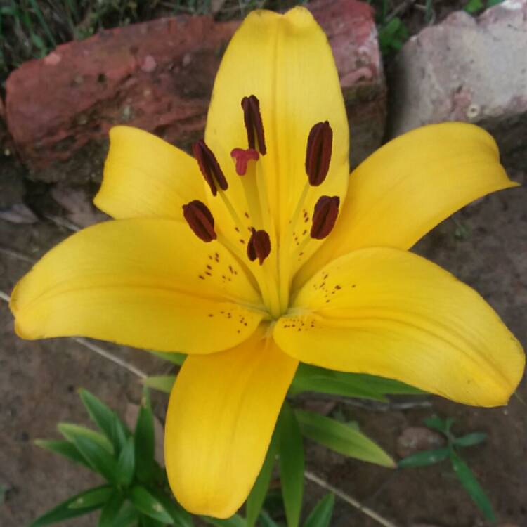 Plant image Lilium 'Golden Tycoon'