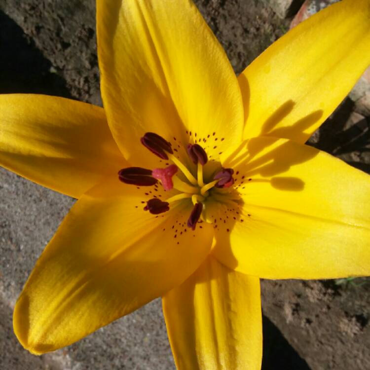 plant image 1023447