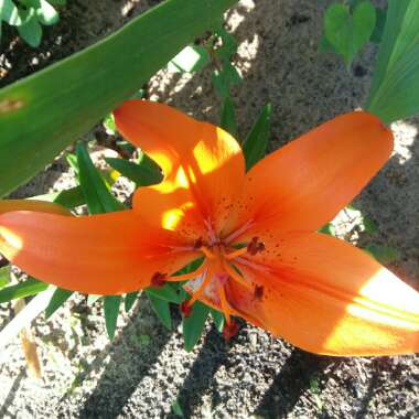 Lilium 'Orange Pixie'