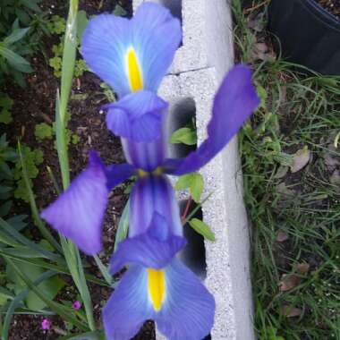 Iris x hollandica 'Blue Magic'