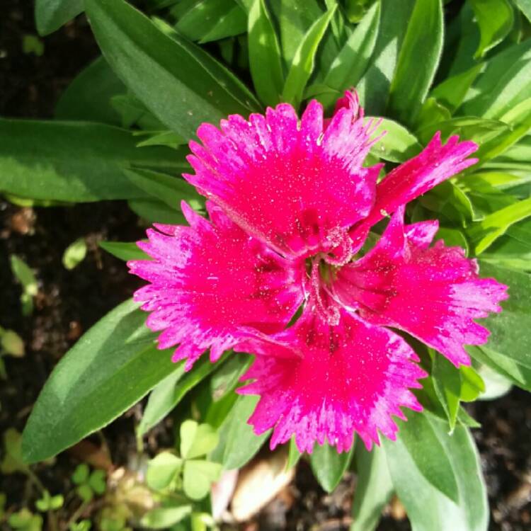 Plant image Dianthus barbatus Barbarini™ Red-Rose Bicolor

