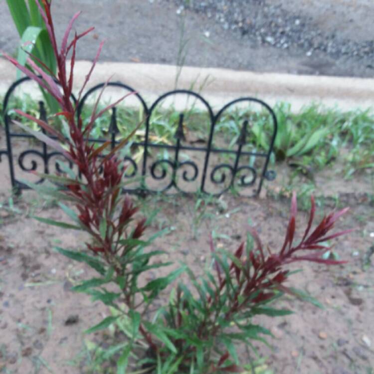plant image 1030320 plant image 1030320