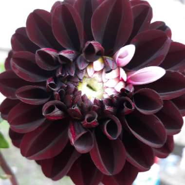 Dahlia 'Daria In Love'