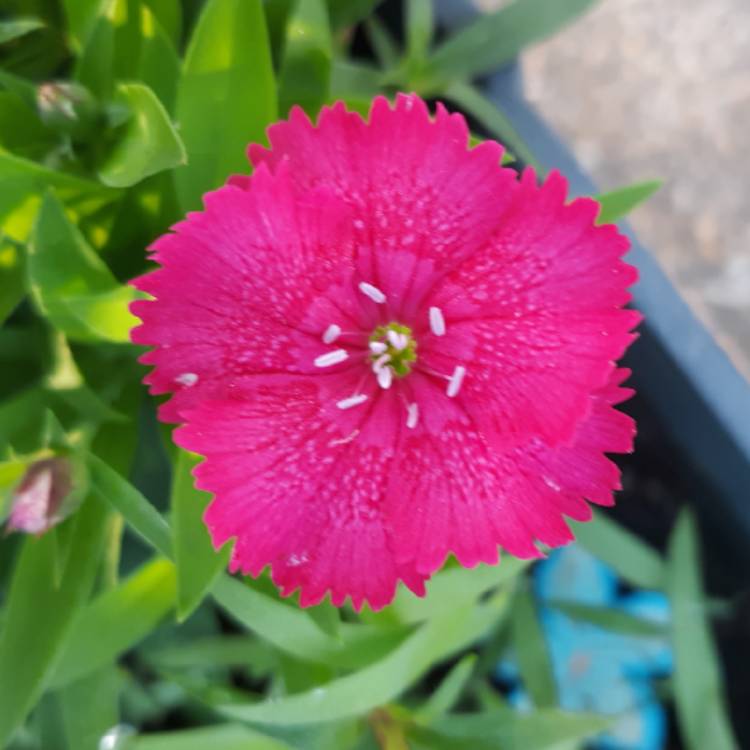 Plant image Dianthus deltoides 'Brilliant'
