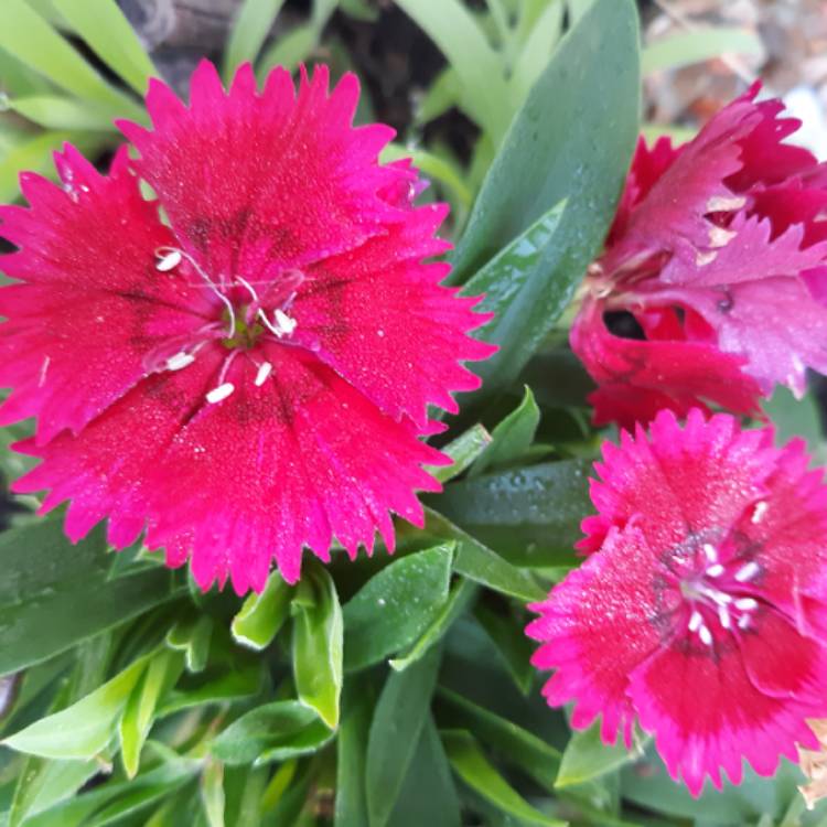 plant image 1044984