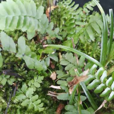 Dryopteris Wallichiana