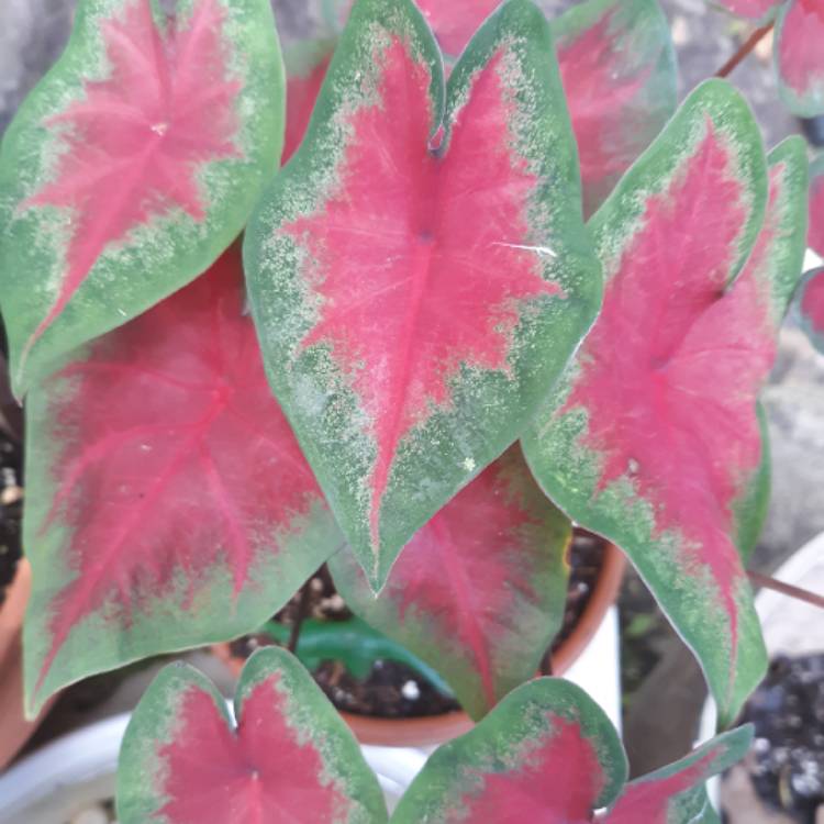 Plant image Caladium 'Frieda Hemple'