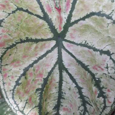 Caladium 'Pink Symphony'