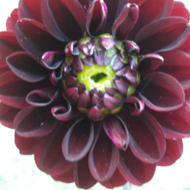 Dahlia 'Daria In Love'