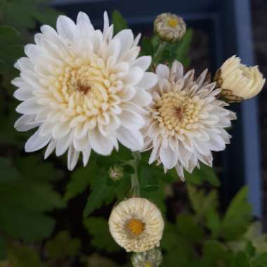 Chrysanthemum 'Baby Tears'