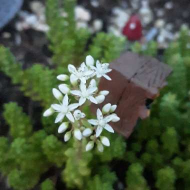 Sedum