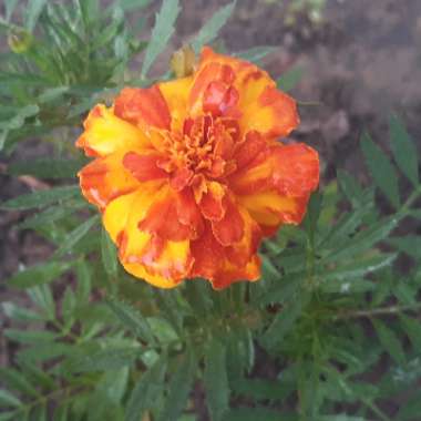 Tagetes patula hybrids