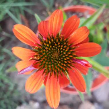 Echinacea 'Orange Skipper' (Butterfly Series)