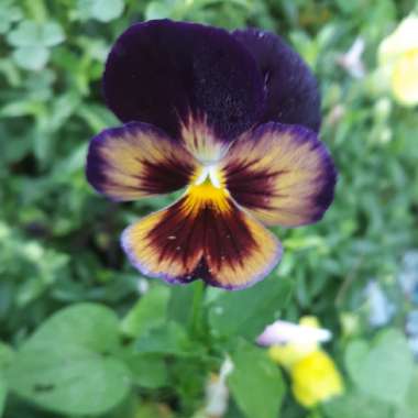 Viola x wittrockiana