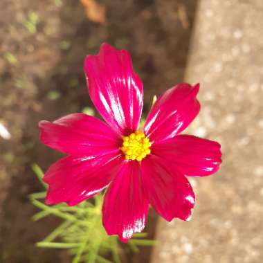 Cosmos Bipinnatus 'Sensation ' (Mixed)