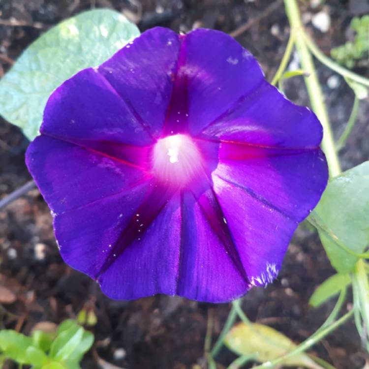 Plant image Ipomoea purpurea