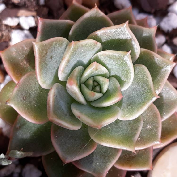 Plant image Echeveria Briar Rose