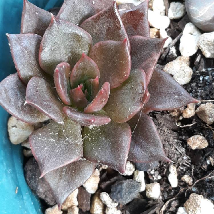 plant image 1076604 plant image 1076604