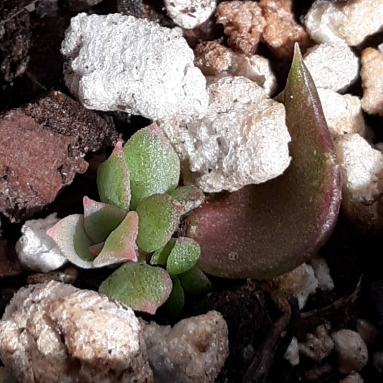 Plant image Echeveria Black Prince