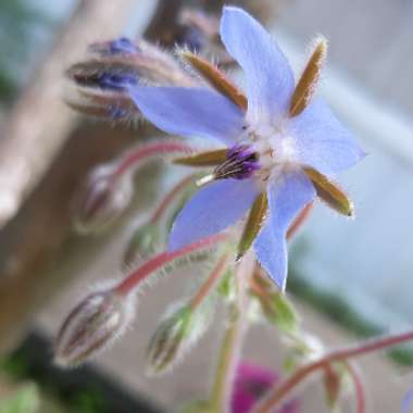 Borago officinalis