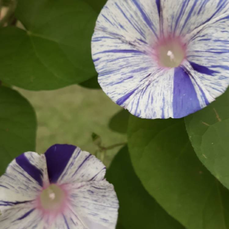 plant image 1096910
