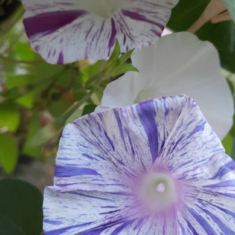 plant image 1096912