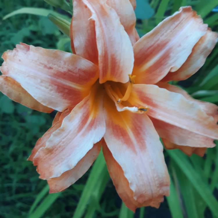 Plant image Hemerocallis fulva
