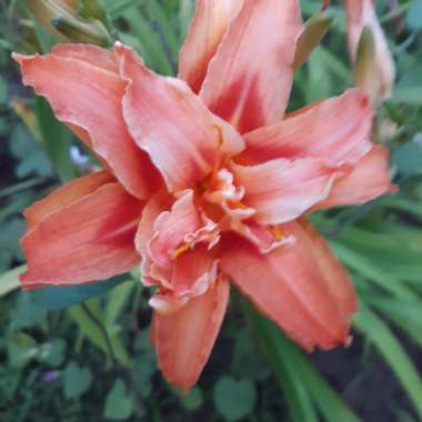Hemerocallis fulva