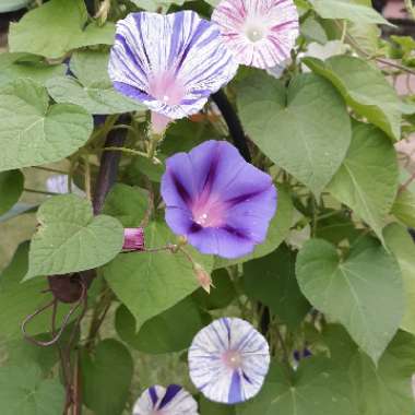 Ipomoea purpurea 'Carnival de Venezia'