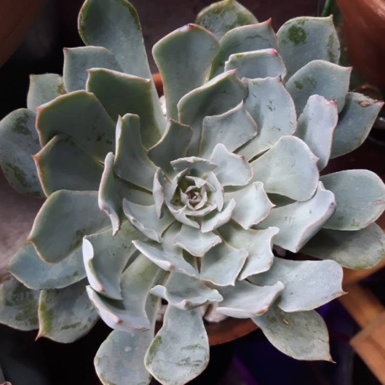 plant image 1113784 plant image 1113784