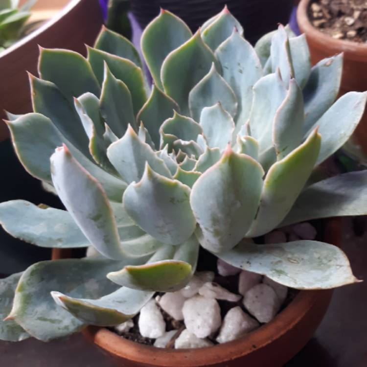 plant image 1114221 plant image 1114221