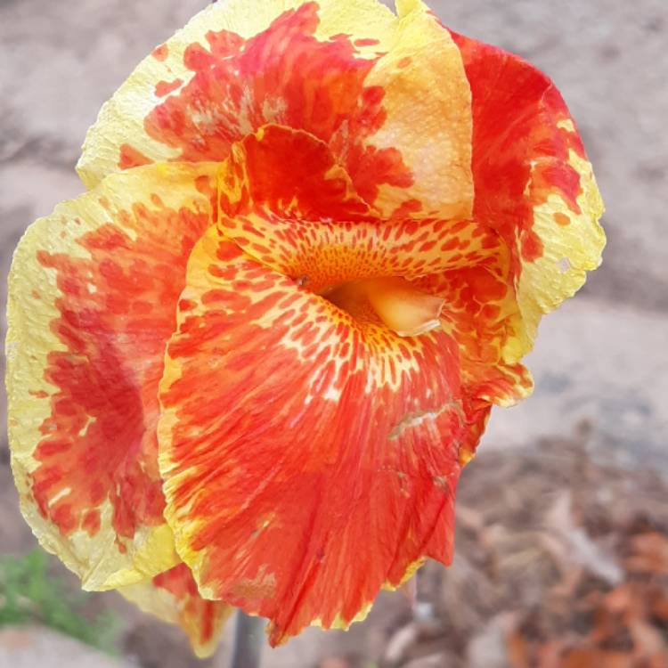 Plant image Canna 'Picasso'