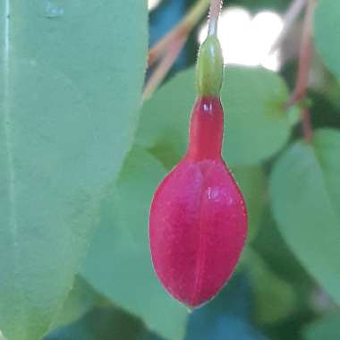 Fuchsia 'Beacon'